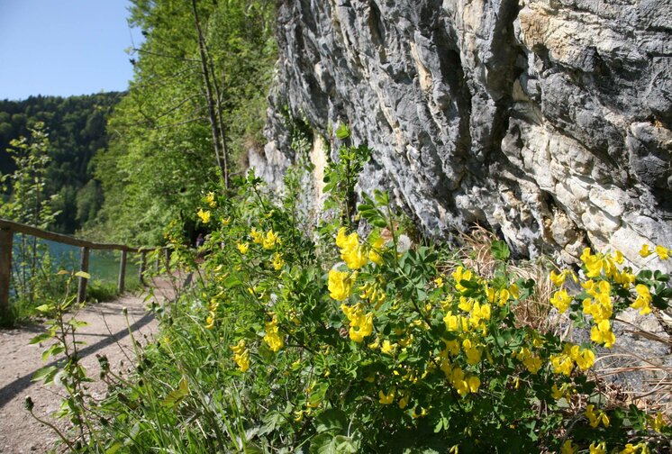 Radfahren am Wolfgangsee im Sommerurlaub Salzkammergut
